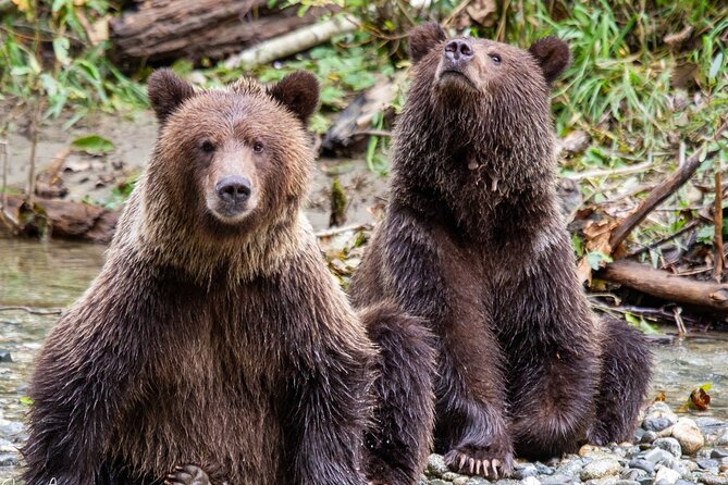Campbell River, BC: Full Day Grizzly Bear Tour in Toba Inlet - Key points worth knowing