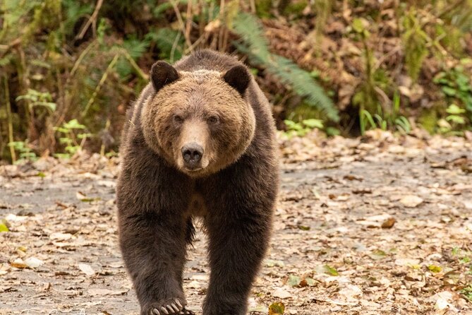 Campbell River, BC: Full Day Grizzly Bear Tour in Toba Inlet - When rain shows up: what you should expect and how you stay comfortable