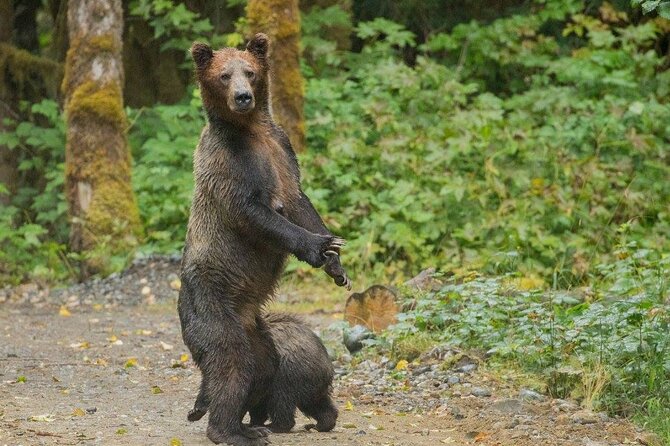 Campbell River, BC: Full Day Grizzly Bear Tour in Toba Inlet - The bear viewing day: timing, salmon influence, and your odds