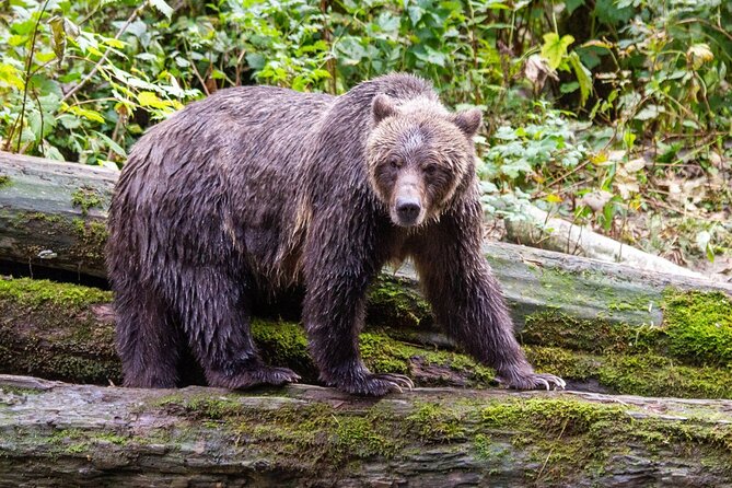 Campbell River, BC: Full Day Grizzly Bear Tour in Toba Inlet - Wildlife bonuses beyond grizzlies: why they happen on this route