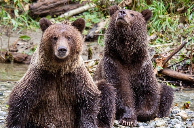 Campbell River, BC: Full Day Grizzly Bear Tour in Toba Inlet - Guided by real people: names that keep showing up