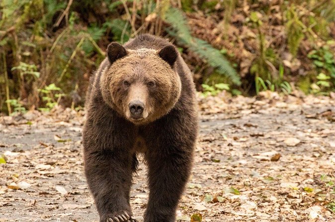 Campbell River, BC: Full Day Grizzly Bear Tour in Toba Inlet - Food, breaks, and covered waiting: the comfort score