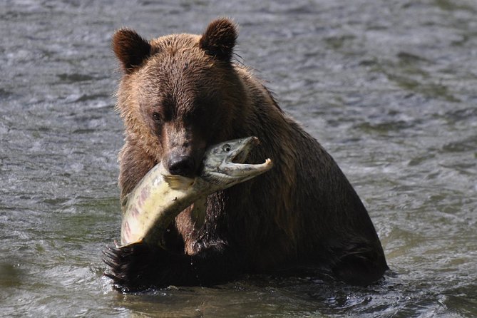 Campbell River: Bute Inlet Grizzly-Watching Tour & Boat Ride - Key points before you go