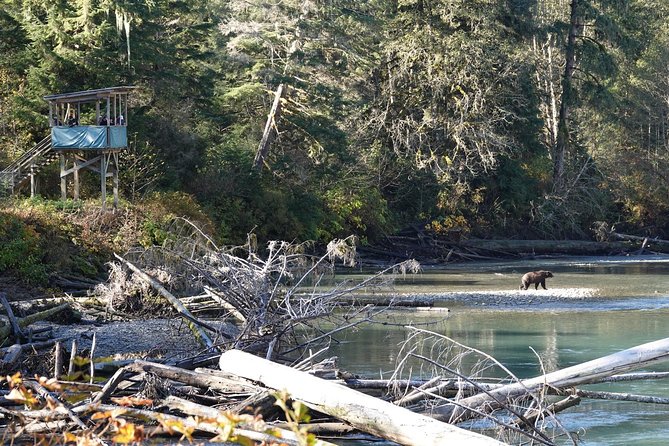 Campbell River: Bute Inlet Grizzly-Watching Tour & Boat Ride - Campbell River to Bute Inlet: what the boat ride sets up