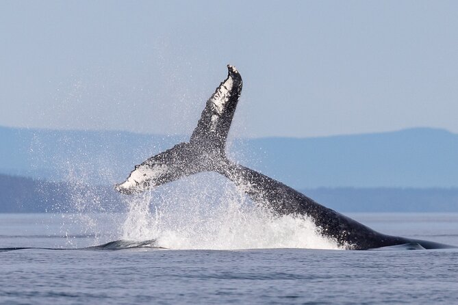 Campbell River: Bute Inlet Grizzly-Watching Tour & Boat Ride - Food, comfort, and your small-group advantage