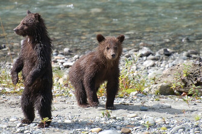 Campbell River: Bute Inlet Grizzly-Watching Tour & Boat Ride - Price check: what $572.10 buys you in time and experience