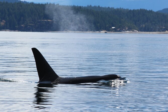 Campbell River: Bute Inlet Grizzly-Watching Tour & Boat Ride - Who this grizzly-watching tour is best for
