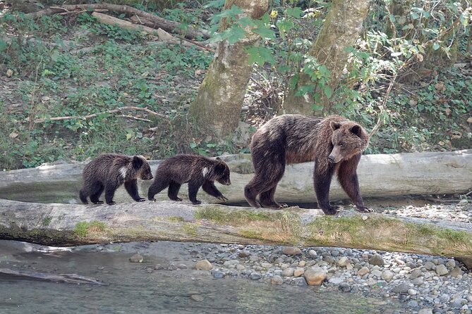 Campbell River: Bute Inlet Grizzly-Watching Tour & Boat Ride - Practical tips for a smooth day on Vancouver Island