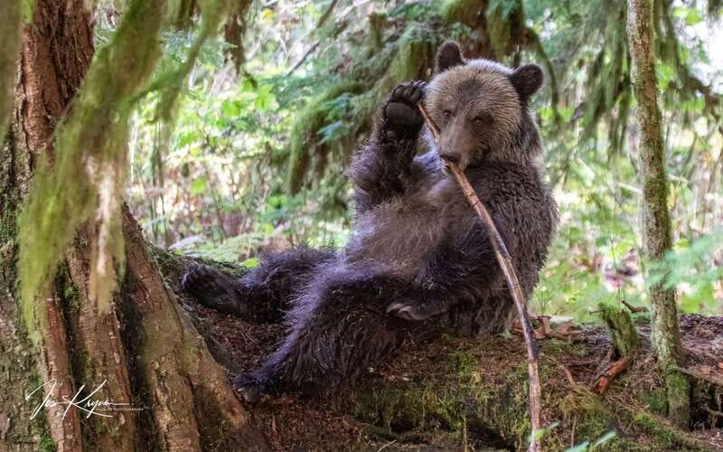 Campbell River: Full-Day Grizzly Bear Tour With Lunch - Key things to know before you go