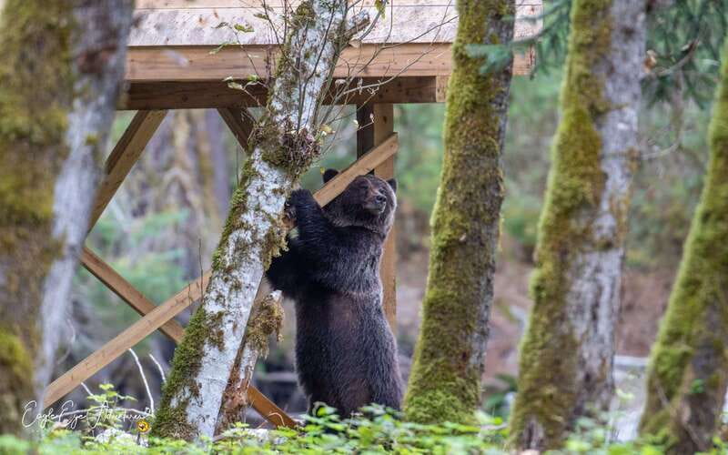 Campbell River: Full-Day Grizzly Bear Tour With Lunch - Where the grizzlies come to feed at Toba Inlet