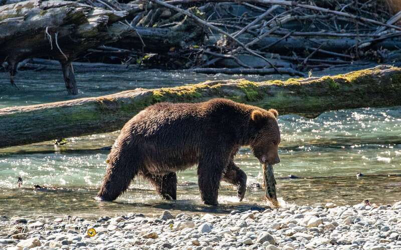 Campbell River: Full-Day Grizzly Bear Tour With Lunch - The covered boat cruise, plus marine life spotting