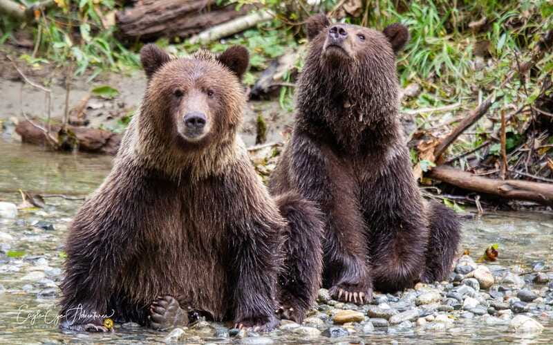 Campbell River: Full-Day Grizzly Bear Tour With Lunch - Lunch break: the fuel-up you’ll feel later