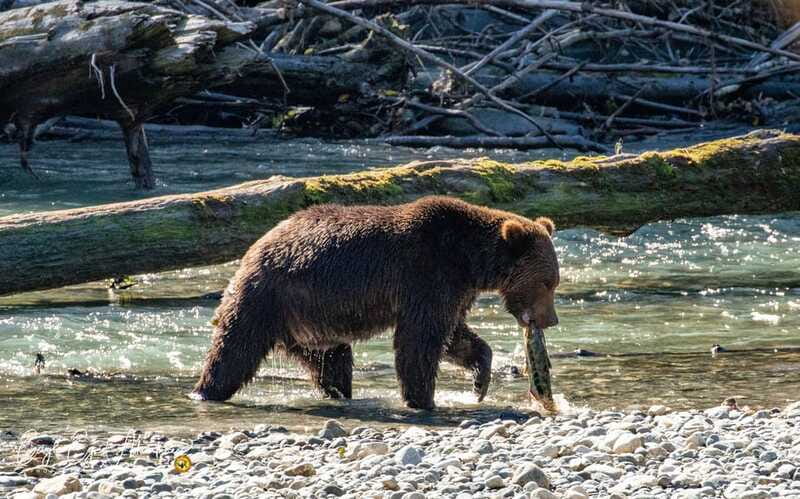 Campbell River: Full-Day Grizzly Bear Tour With Lunch - Driving up the valley to the bear viewing platforms