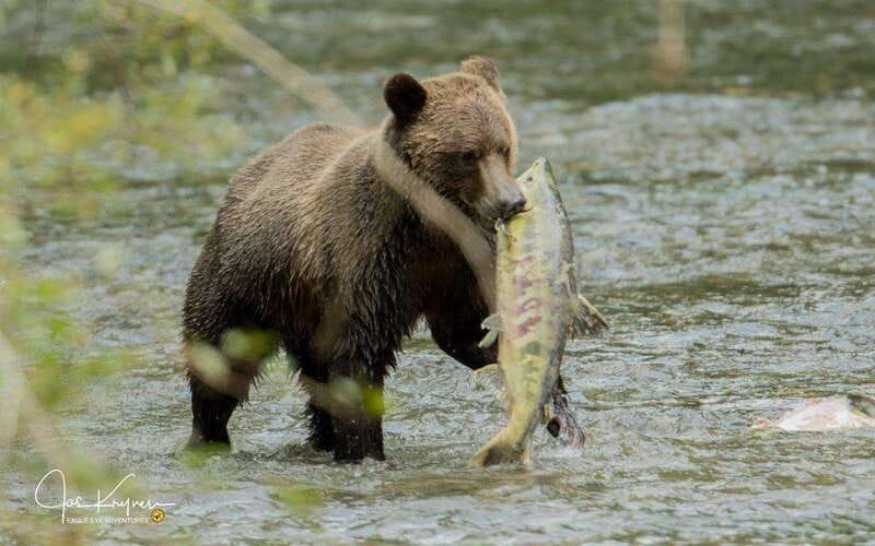 Campbell River: Full-Day Grizzly Bear Tour With Lunch - Value at $562 per person: what you’re really paying for