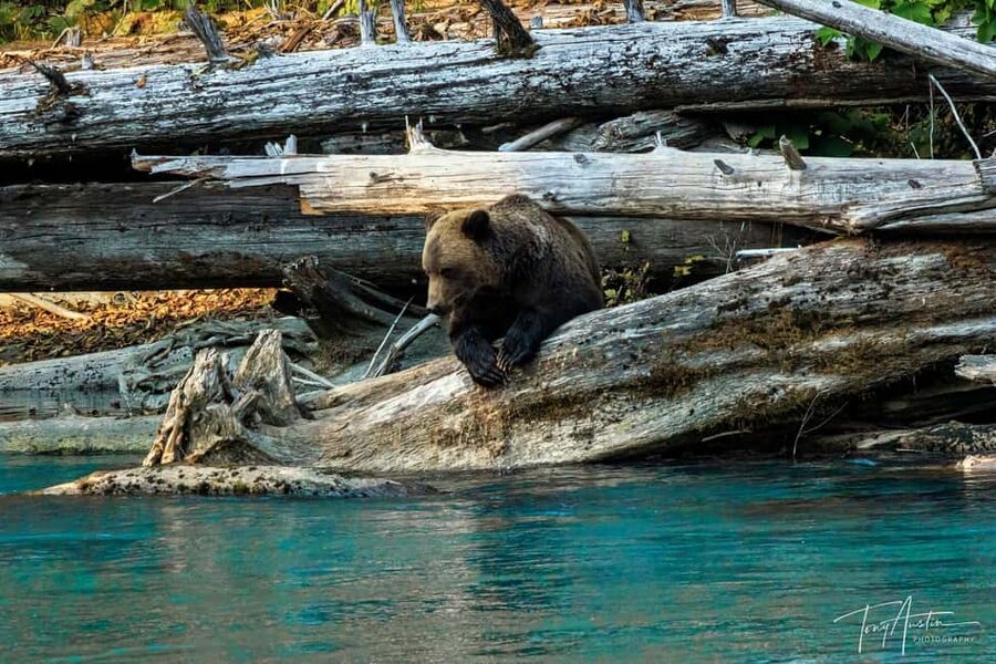 Campbell River: Grizzly Bear Expedition with Lunch - Watching From Platforms and Ground Spots Up the River