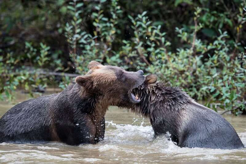 Campbell River: Grizzly Bear-Watching Tour with Lunch - Who Should Book This Bear and Lunch Tour
