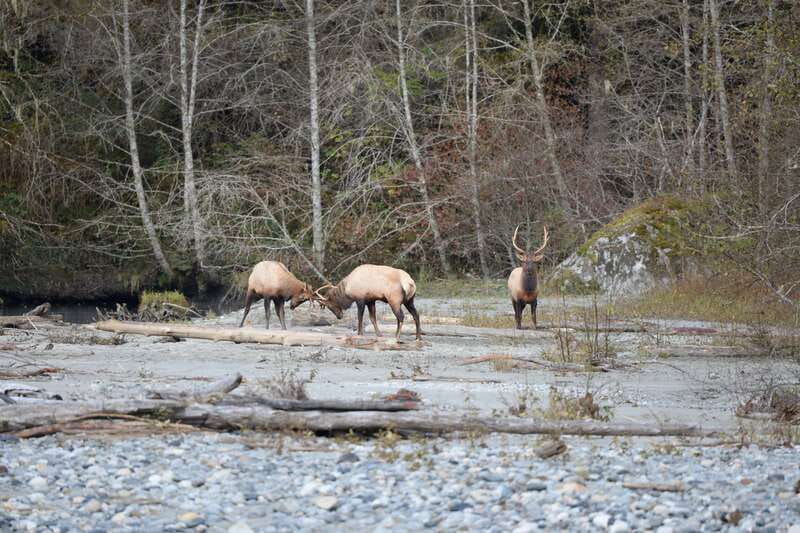 Campbell River: Grizzly Bear-Watching Tour with Lunch - Orford Bay Dock Lunch, Plus the View You Actually Wait For