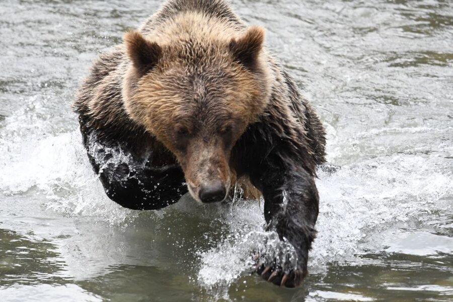 Campbell River: Grizzly Bear-Watching Tour with Lunch - Seasonal Timing: August to October Changes Where Bears Show Up