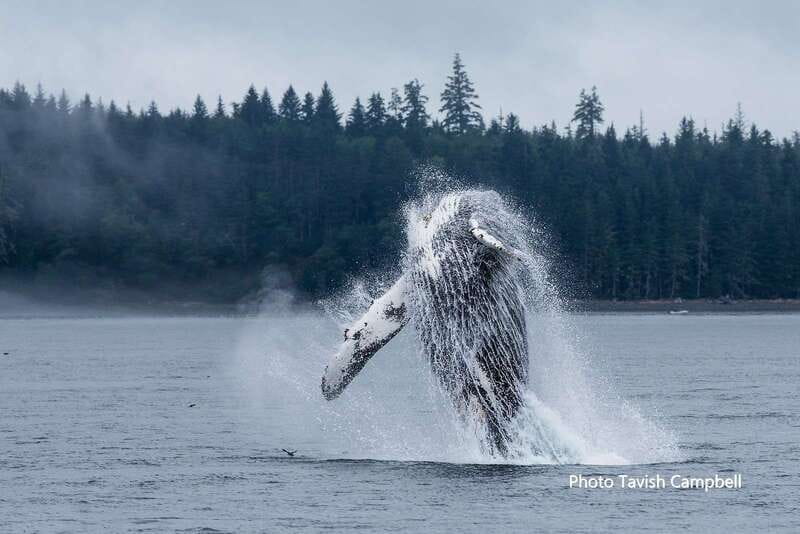 Campbell River: Grizzly Bear-Watching Tour with Lunch - Meet the Guides: Homalco Cultural Learning in the Real Places