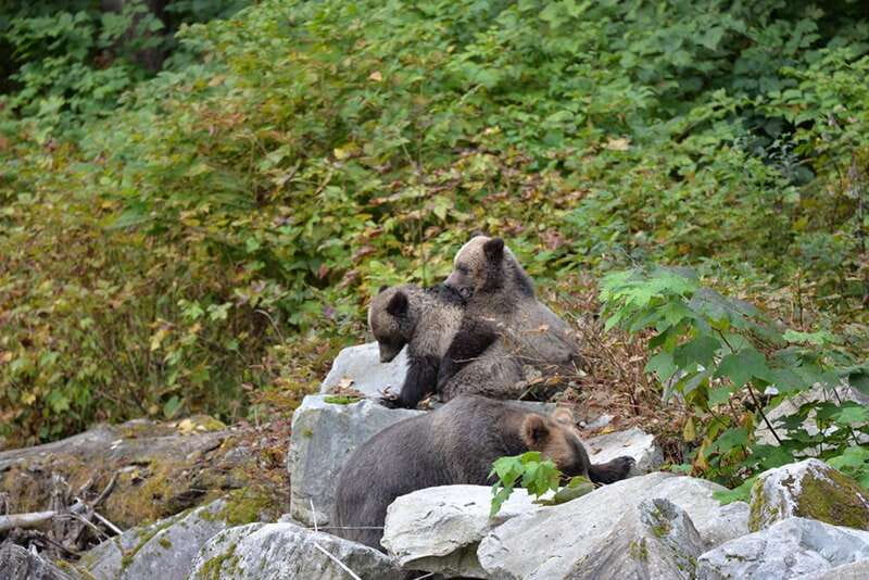 Campbell River: Grizzly Bear-Watching Tour with Lunch - What to Bring: Stay Warm, Stay Dry, and Plan for Insects