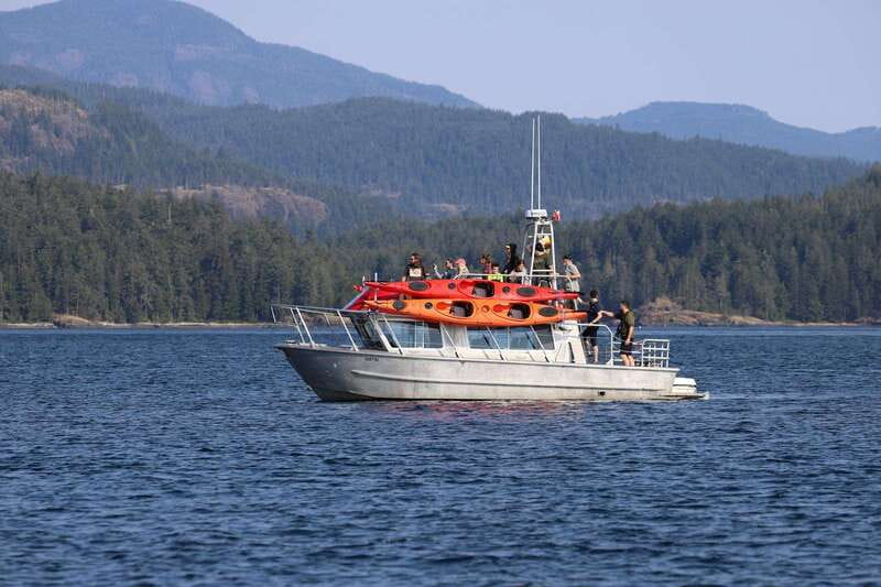 Campbell River: Kayaking and Whale Watching Tour - Wildlife spotting: how the boat half of your day really works