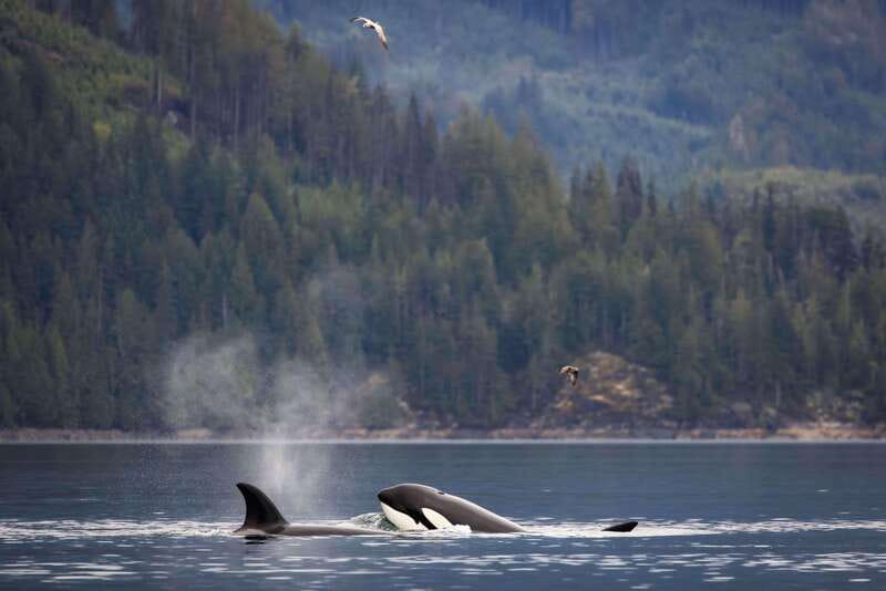 Campbell River: Kayaking and Whale Watching Tour - What to look for from the kayak, and how to avoid common mistakes
