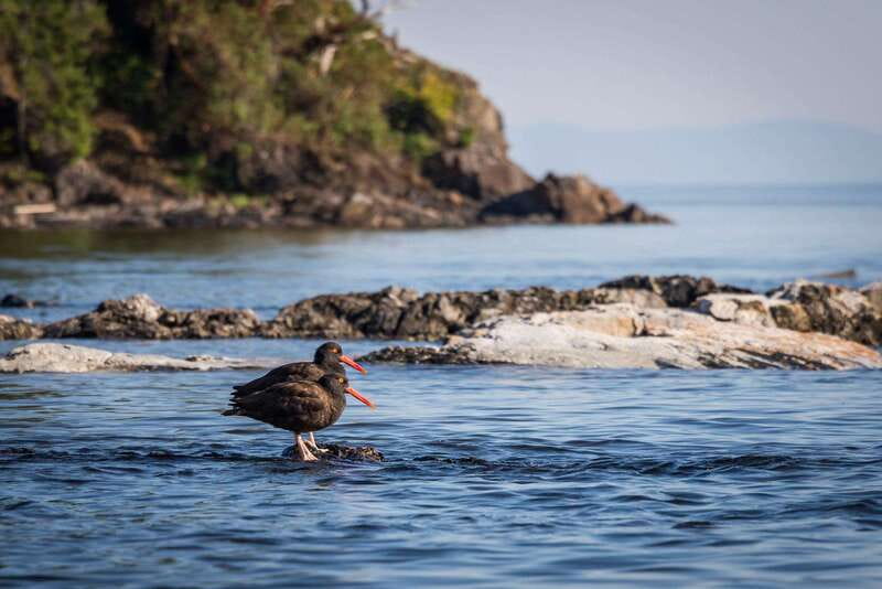 Campbell River: Kayaking and Whale Watching Tour - Lunch, hot drinks, and staying warm on a cool coastal day