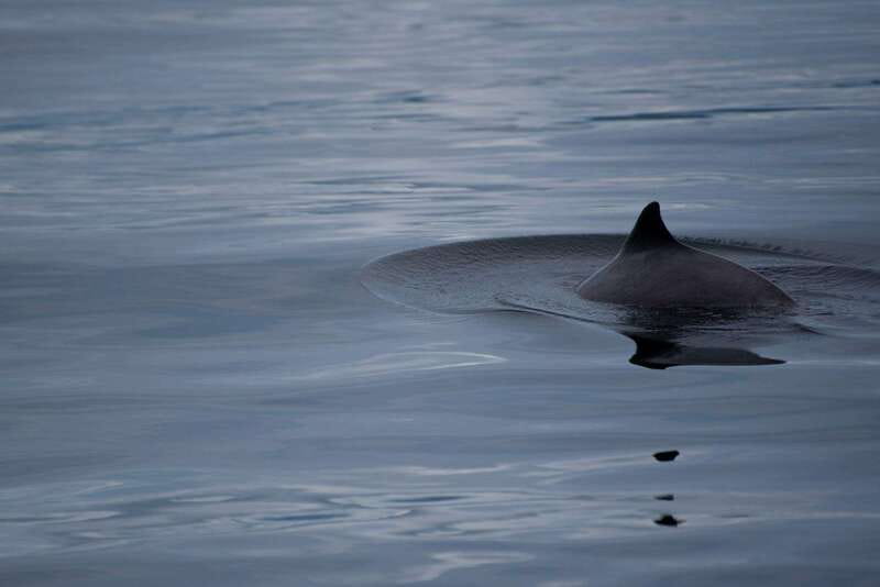 Campbell River: Kayaking and Whale Watching Tour - Price and value: what $360 buys on this full-day combo