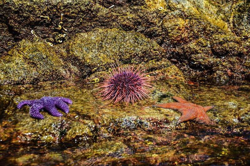 Campbell River: Kayaking and Whale Watching Tour - Who this tour suits best, and who should choose a different plan