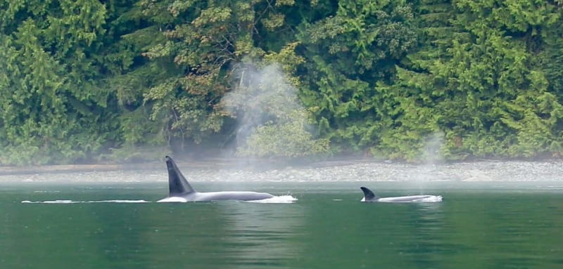 Campbell River: Salish Sea Whale Watching Adventure - Key things to know before you go