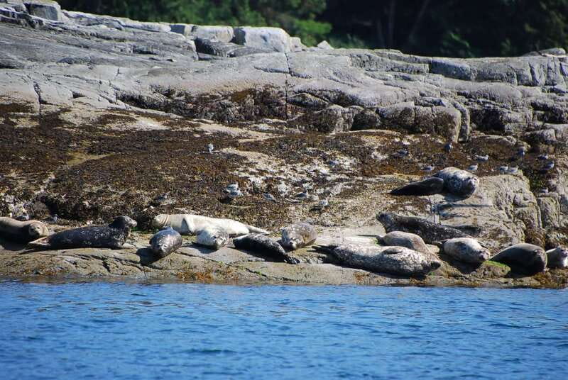 Campbell River: Salish Sea Whale Watching Adventure - Homalco culture on the water, not just a facts-only nature lecture