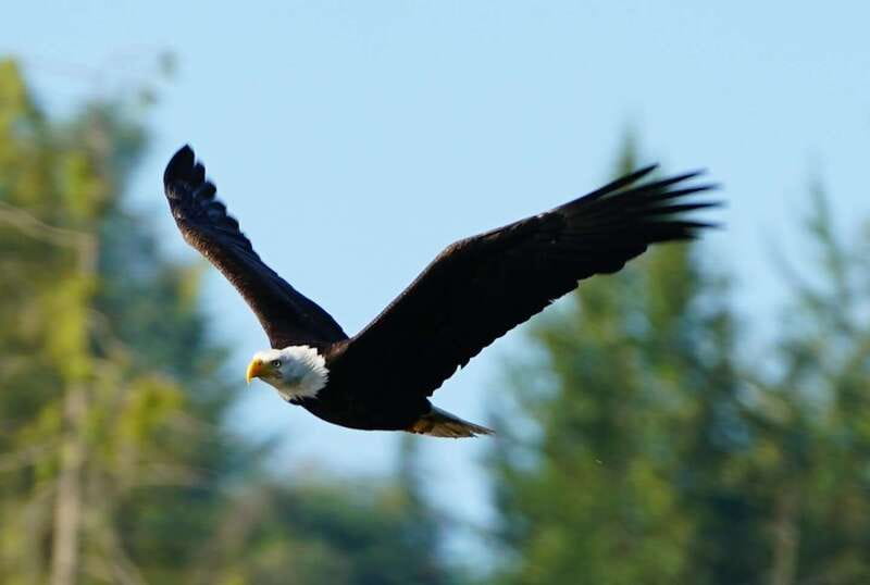 Campbell River: Salish Sea Whale Watching Adventure - Price and value: what $200 gets you, and what it supports