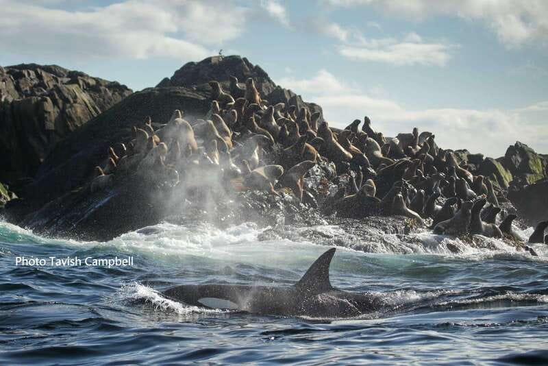 Campbell River: Salish Sea Whale Watching Adventure - What to bring for better sightings and better photos