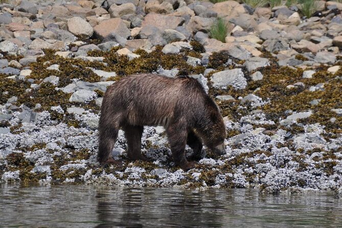Campbell River: Spring Bear Watching & Waterfalls Boat Tour - Your 9:00 AM Start From Campbell River: How the Day Flows