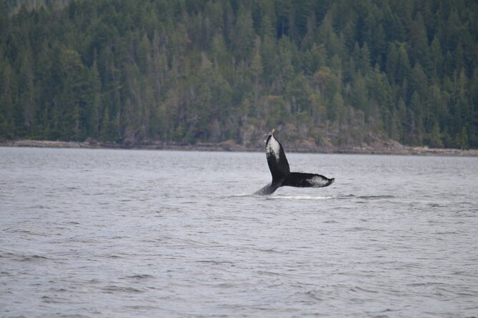 Campbell River: Spring Bear Watching & Waterfalls Boat Tour - Food, Comfort, and Why Included Meals Matter