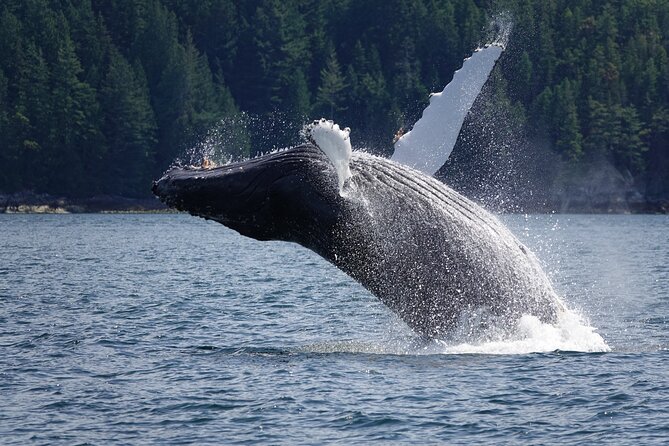 Campbell River: Spring Bear Watching & Waterfalls Boat Tour - Value for Money in Campbell River: Is This Worth $292.52?