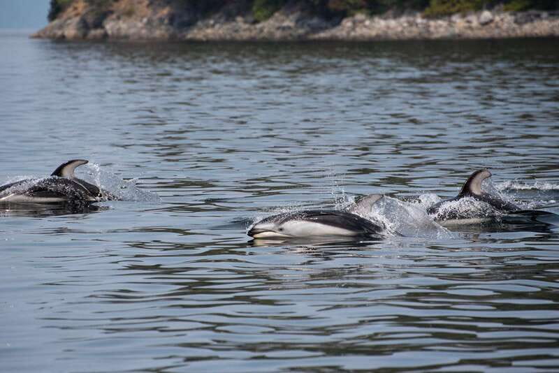Campbell River: Whale Watching and Wildlife Viewing Day Tour - The real value is time, not just a ticket price