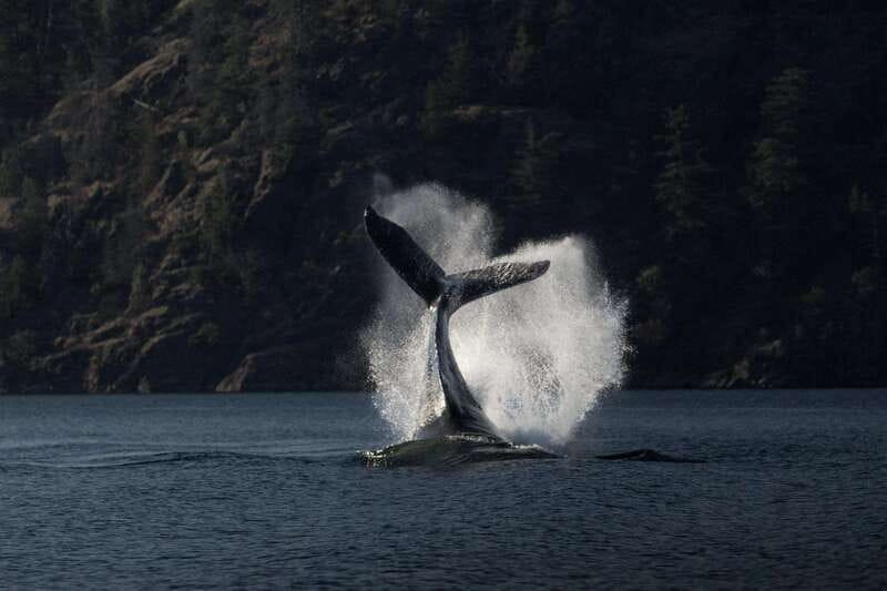Campbell River: Whale Watching and Wildlife Viewing Day Tour - Your route takes in three waters, each with a different feel
