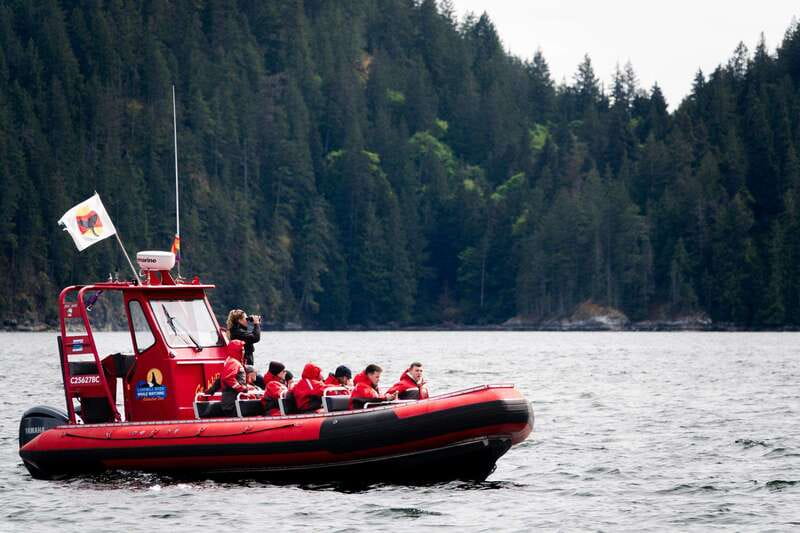 Campbell River: Whale Watching and Wildlife Viewing Day Tour - What you might see, and how to think about the odds