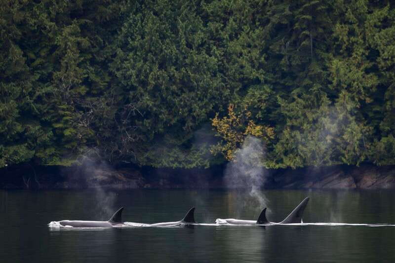 Campbell River: Whale Watching and Wildlife Viewing Day Tour - Weather, clothing, and the practical tips that save your comfort
