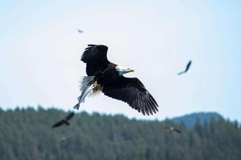 Campbell River: Whale Watching and Wildlife Viewing Day Tour - Camera and binoculars: what to bring for better sightings