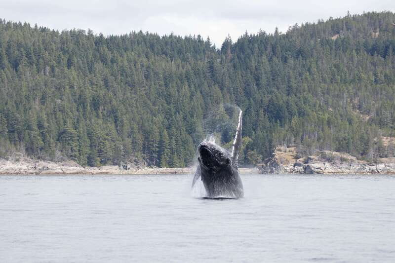 Campbell River: Whale Watching Cruise with Lunch - Key points to know before you go