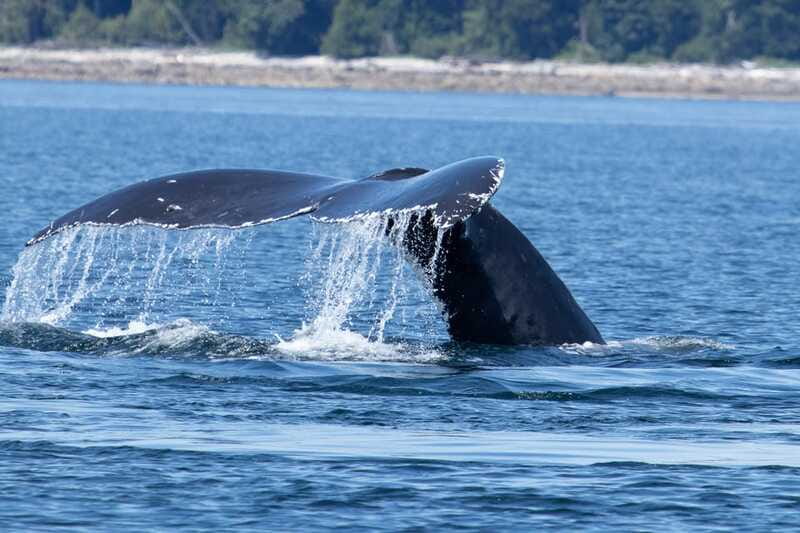 Campbell River: Whale Watching Cruise with Lunch - Timing, duration, and how to plan your day in Campbell River