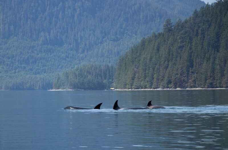 Campbell River: Whale Watching Cruise with Lunch - Who this cruise suits best