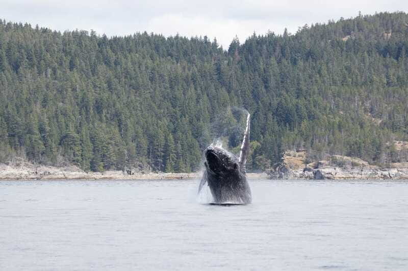 Campbell River: Whale Watching Cruise with Lunch - Should you book this Campbell River whale watching cruise?