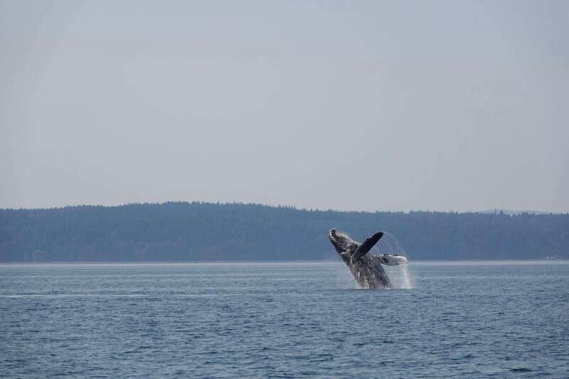 Campbell River: Whale & Wildlife Discovery Cruise - Why Campbell River Works for Whale and Wildlife Watching