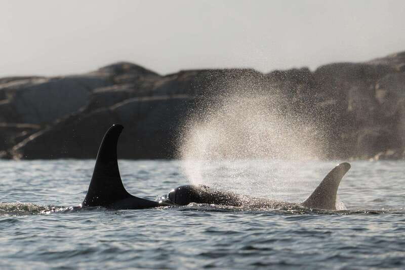 Campbell River: Whale & Wildlife Discovery Cruise - What You Can See: Whales, Dolphins, Bears, and More