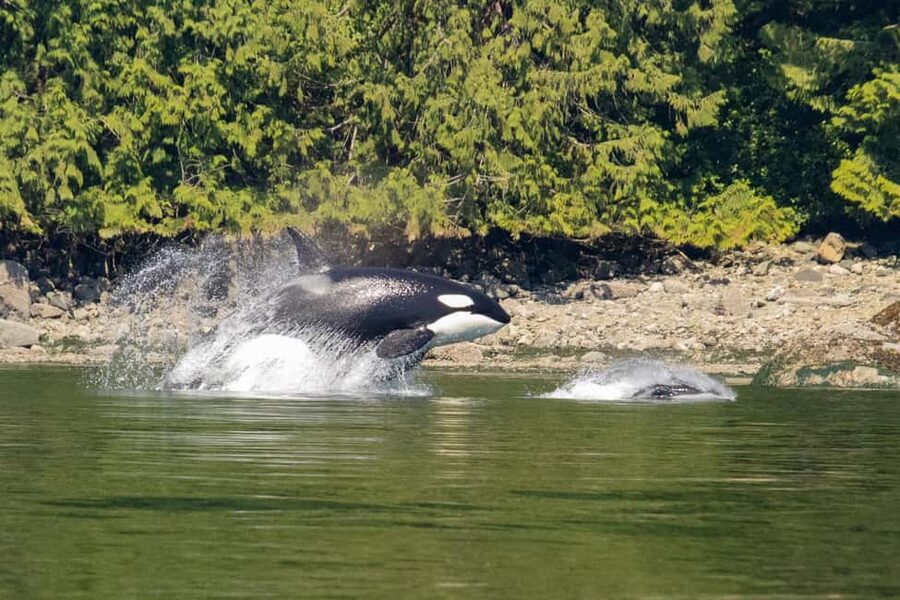 Campbell River: Whales and Wildlife Boat Tour with Snacks - First steps in Campbell River: where you meet and what to expect