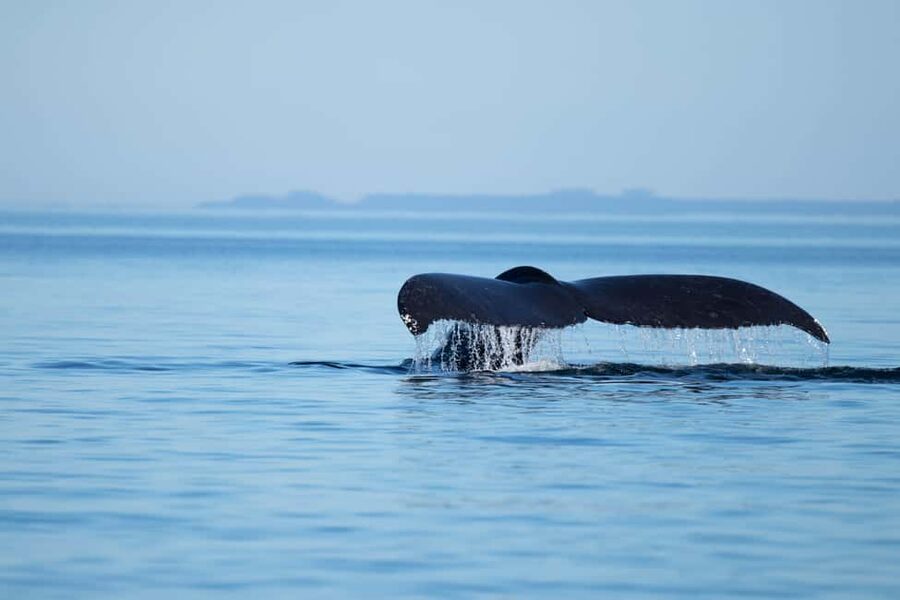 Campbell River: Whales and Wildlife Boat Tour with Snacks - Cruising Discovery Passage: how the captain finds wildlife