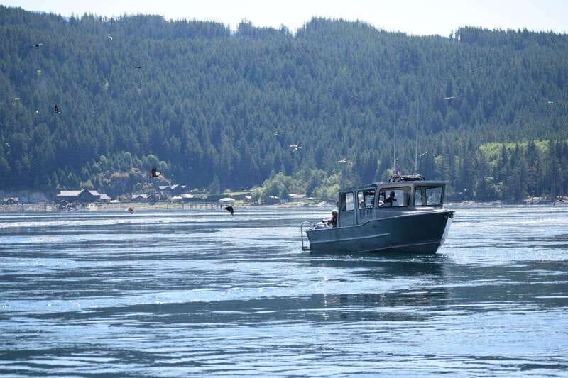 Campbell River: Whales and Wildlife Boat Tour with Snacks - Wildlife you can realistically aim for, by season